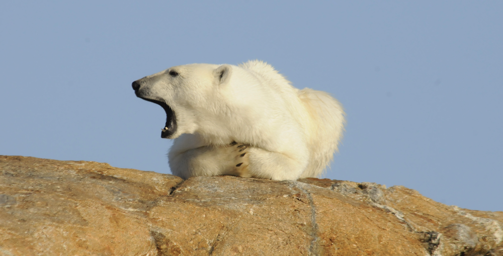 Arctic Summer Polar Bears and Glaciers of Baffin Island